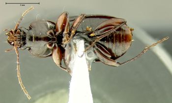 Media type: image;   Entomology 31941 Aspect: habitus ventral view